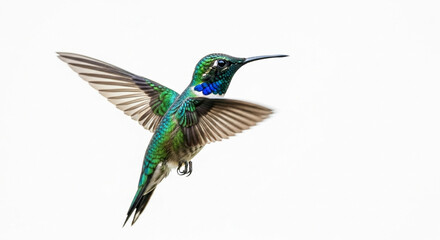 Obraz premium peacock feather on white background