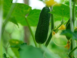 Close-up of a cucumber growing on cucumber plant in vegetable garden