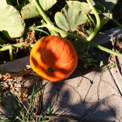 Orange pumpkin in the garden