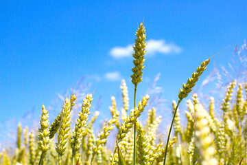 Golden wheat ears ready for harvest, rye field. Image of golden wheat ear, rye, barley. Red poppies, cornflowers and other pest flowers between wheat ears. Concept of good harvest.