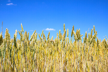 Golden wheat ears ready for harvest, rye field. Image of golden wheat ear, rye, barley. Red poppies, cornflowers and other pest flowers between wheat ears. Concept of good harvest.