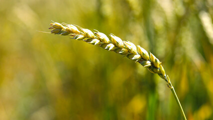 Golden wheat ears ready for harvest, rye field. Image of golden wheat ear, rye, barley. Red poppies, cornflowers and other pest flowers between wheat ears. Concept of good harvest.