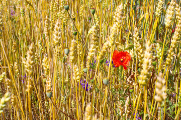 Golden wheat ears ready for harvest, rye field. Image of golden wheat ear, rye, barley. Red poppies, cornflowers and other pest flowers between wheat ears. Concept of good harvest.