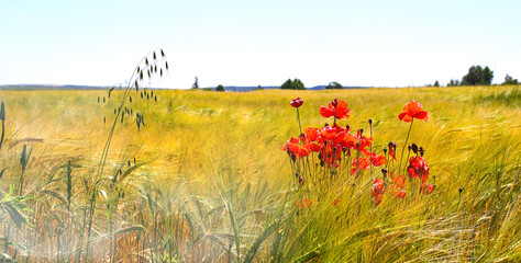 Golden wheat ears ready for harvest, rye field. Image of golden wheat ear, rye, barley. Red poppies, cornflowers and other pest flowers between wheat ears. Concept of good harvest.