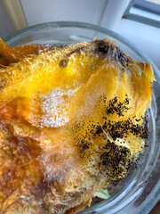 Mango Seed with fungal Mold – Spoiled Pit Before Planting