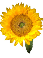 Sonnenblume vor weiss Freisteller