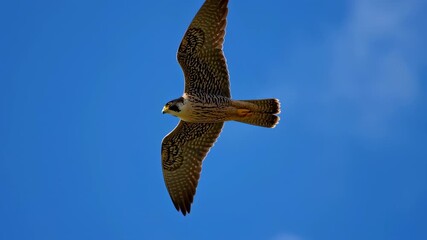 Majestic Peregrine Falcon in Flight: Dynamic Aerial Views of a Raptor Soaring