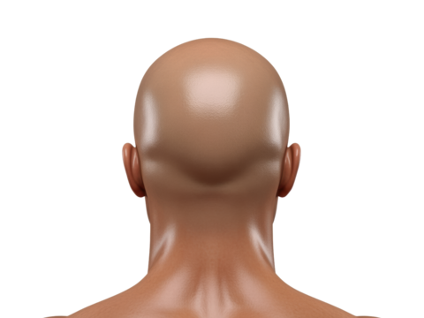 Bald Head and Neck from Behind on White
