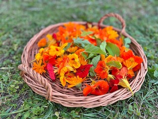 a flat basket with collected flowers, nasturtiums, marigolds, white mulberry leaves, orange flowers