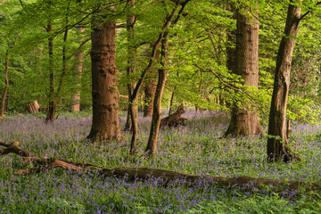 Beautiful peaceful Spring sunrise landscape in bluebell forest with sun beams and hazy distance