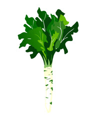 Horseradish vector illustration with fresh design for culinary and healthy diet	