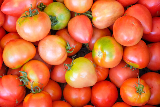 A Mass of Colorful Tomatoes Creating a Food Pattern. Concept: An abstract of natural colors.