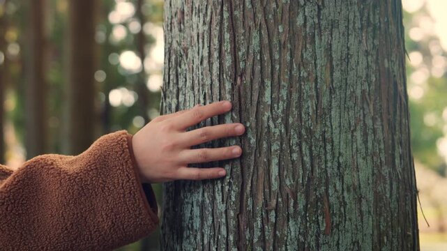 Close-up B-roll of woman&rsquo;s hand gently touching tree trunk in the forest, environmental awareness, love and care for the planet &ndash; sustainable lifestyle and eco-conscious mindset