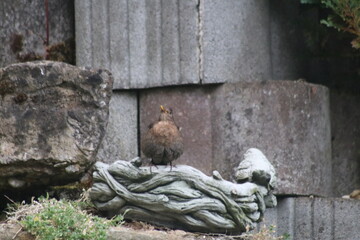 Braune Amsel an Wasserschale