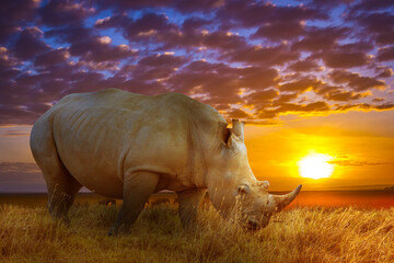 A rhinoceros grazes peacefully on dry grassland as the sun sets behind vibrant purple and orange clouds on the African savanna.