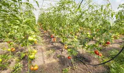 Greenhouse cultivation of organic tomatoes, selective focus.