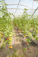 Greenhouse cultivation of organic tomatoes, selective focus.