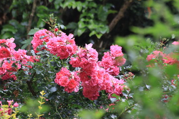Rosen in magenta und rot