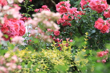 Rosen in magenta und rot