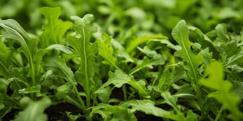 Fresh Arugula Plant Growing in Garden