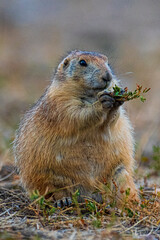 Bizarre Natur und Präriehunde im Badlands Nationalpark