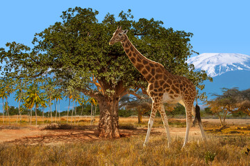 Giraffe walking near Baobab tree, savanna landscape, wildlife of Africa, Mount Kilimanjaro background. Safari in Kenya.