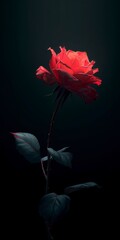 Red Rose with Dark Background