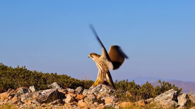Majestic Merlin Falcon: Perched, Alert, and Ready to Fly in Natural Habitat