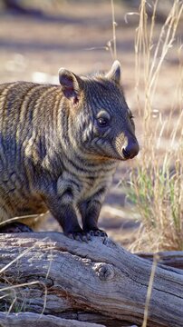 Close-up of a Striped Quoll on a Log in Natural Habitat