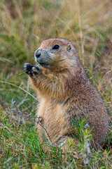 Bizarre Natur und Präriehunde im Badlands Nationalpark