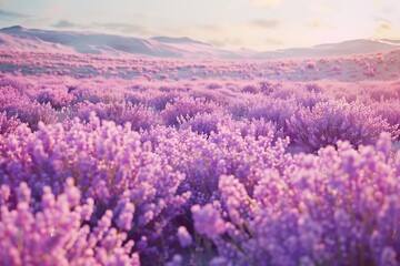 A field of lavender in full bloom with beautiful purple flowers