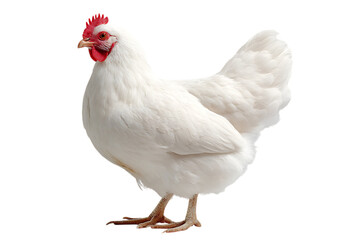 White hen against black background