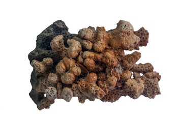 Fragments of beautiful corals of the Chinese Sea