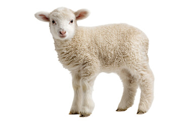Fototapeta premium Adorable fluffy lamb.