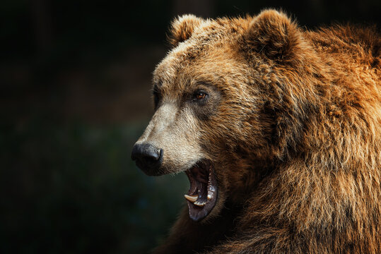 Kamchatka brown bear (Ursus arctos beringianus) detail portrait