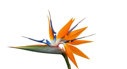 Obraz premium exotic bird of paradise flower