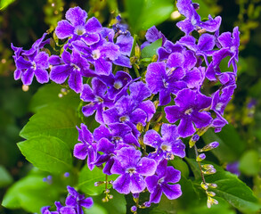 Dense cluster of DURANTA ERECTA flowers in natural light, Cyprus,