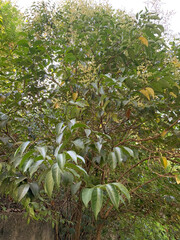 Green plant with shiny leaves and thin branches, surrounded by other greenery, captured outdoors in natural environment