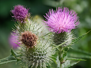 Vibrant wild purple thistle flowers bloom amid green foliage.