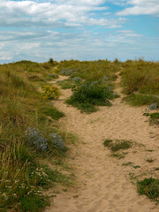 Conwy North Wales. Sandy pathway through lush dunes under a cloudy sky.