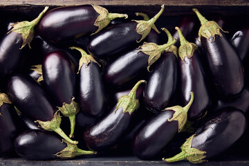 Crate full of fresh organic eggplants. Farm Harvest.
