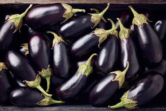 Crate full of fresh organic eggplants. Farm Harvest.
