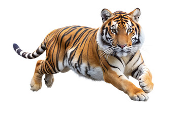 A majestic tiger in midstride, showcasing its powerful build and striking stripes isolated on transparent background