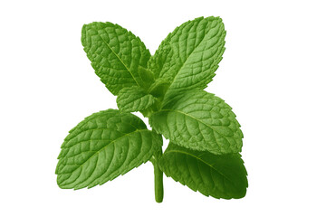 Vibrant green mint leaves thriving on a transparent background, ready for use in food, beverage, or cosmetic designs