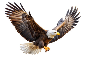 Fototapeta premium A majestic bald eagle with wings spread wide in flight, isolated on a transparent background