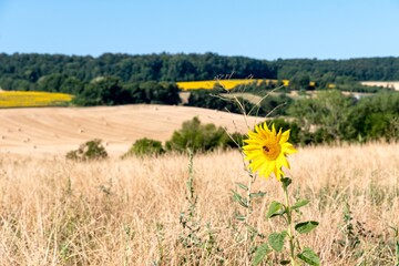 Fleur de tournesol isolée au milieu d'un champ de blé avec une abeille butinant le pollen en son...