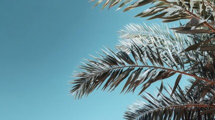 Fototapeta premium palm tree branches