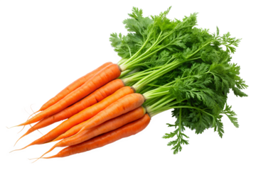 A healthy bunch of fresh orange carrots with vibrant green leafy tops, isolated on a transparent background