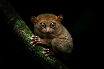 Tarsier clinging to mossy branch huge eyes soft fur