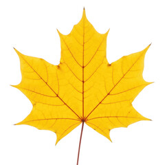 Fototapeta premium A single bright yellow maple leaf with intricate red veins isolated on transparent background